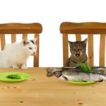 Jealousy image showing two cats with one looking at the plate of another