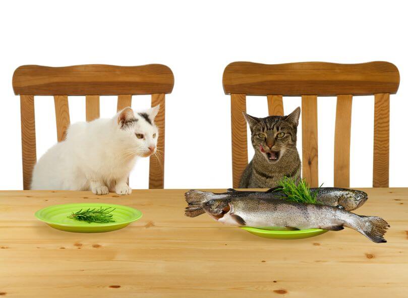 Jealousy image showing two cats with one looking at the plate of another 