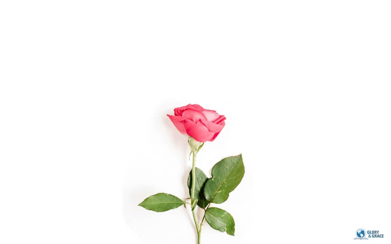 Who is the Holy Spirit image showing a rose on white background