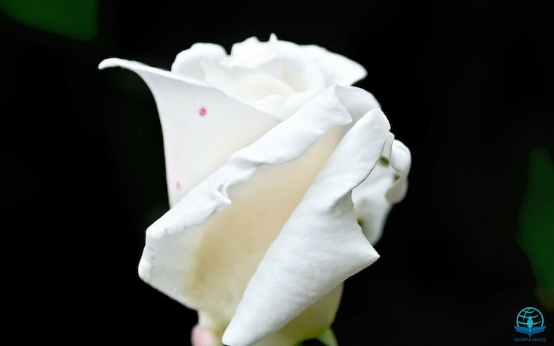 Jehovah Shalom showing a white rose