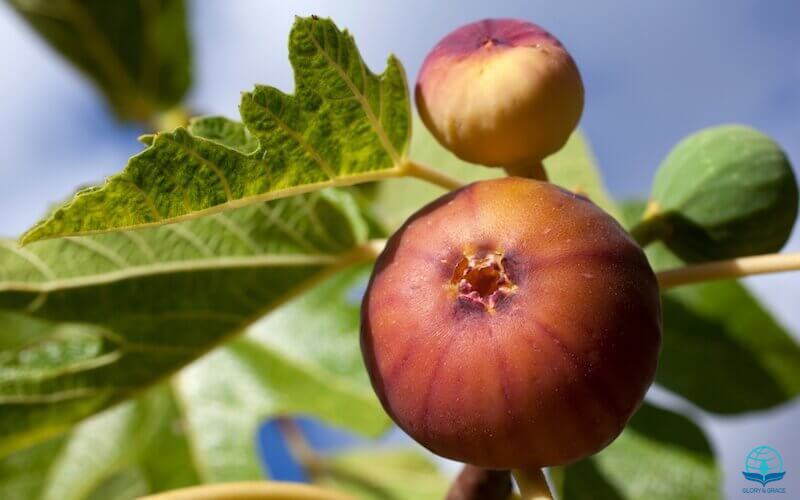 Although the fig tree image showing fig fruit