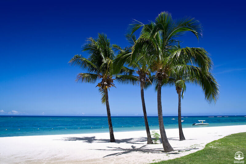 Planted by the River showing palm trees by the beach