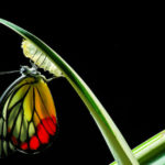 Spiritual renewal showing a butterfly in development