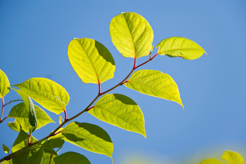 I am Watching Over My Word to Perform it showing an almond branch