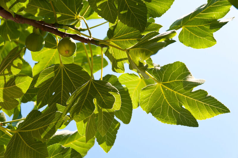 Though the fig tee does not blossom showing a branch with figs