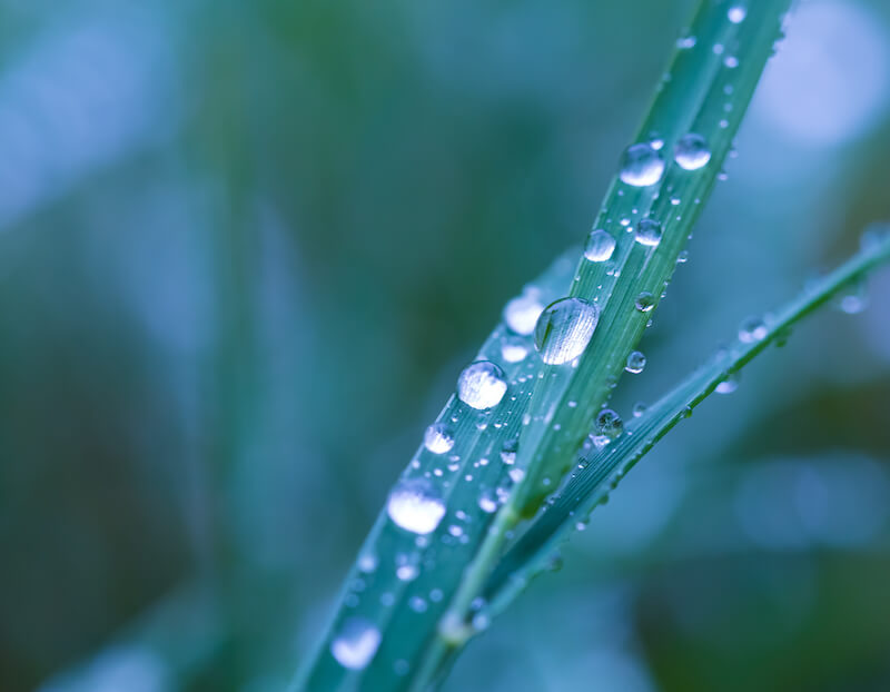 God's presence showing a leaf under the rain