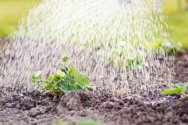 divine favor like water on the grass showing a plant being watered