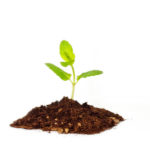 seed principle in relationships showing little plant growing