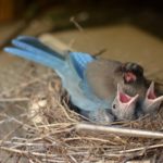 spiritual malnutrition showing hungry birds