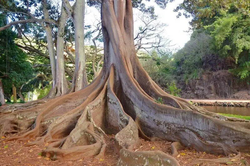 They have no root in themselves showing a tree with roots
