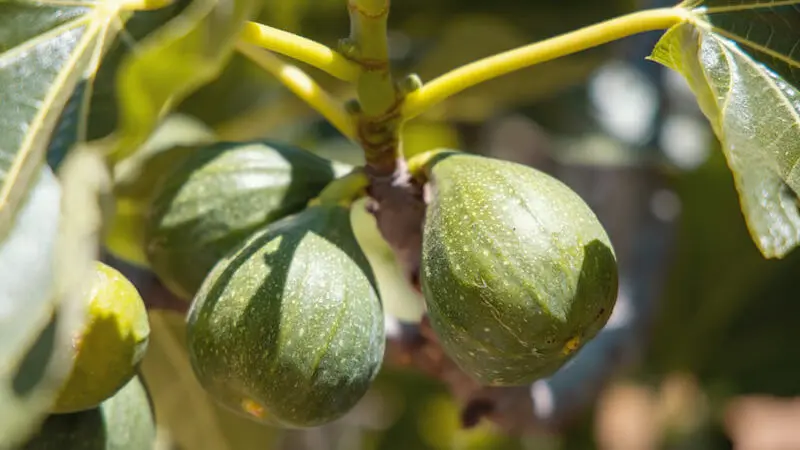 Though the fig tree does not blossom showing fig fruits