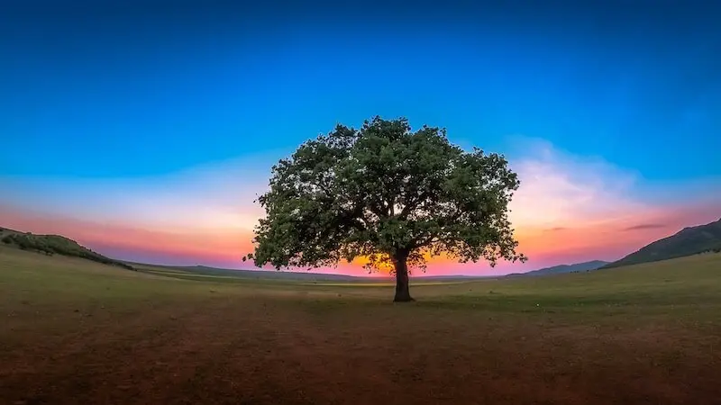 the tree of the knowledge of Good and evil showing a lone tree