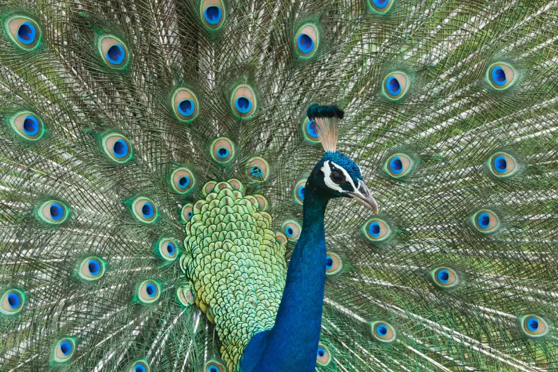 Self-righteousness religious pride showing a peacock